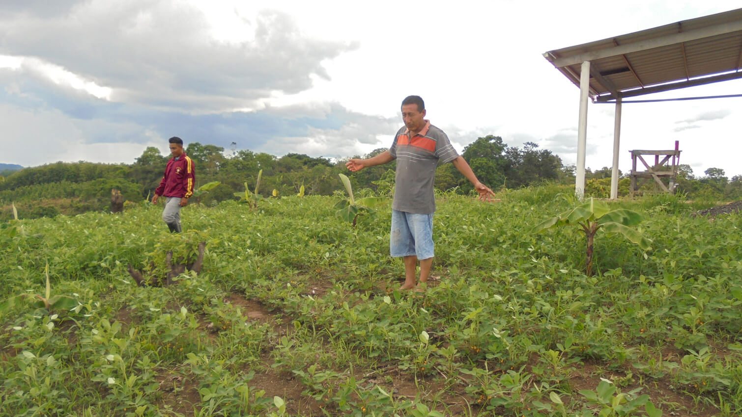 Producteurs cacahuÃ¨tes agroforesterie coopÃ©rative ASOPROCAM en Equateur